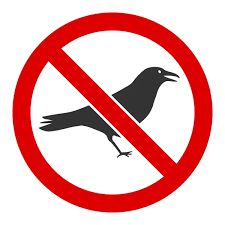 Crow Bird Control